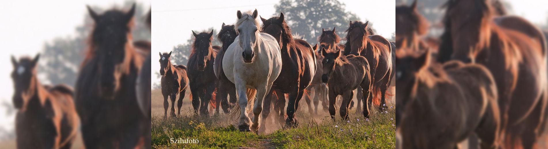 Hírek | Kaposvári Egyetem Magyar hidegvérű ló génmegőrzési program indult a Kaposvári Egyetemen
