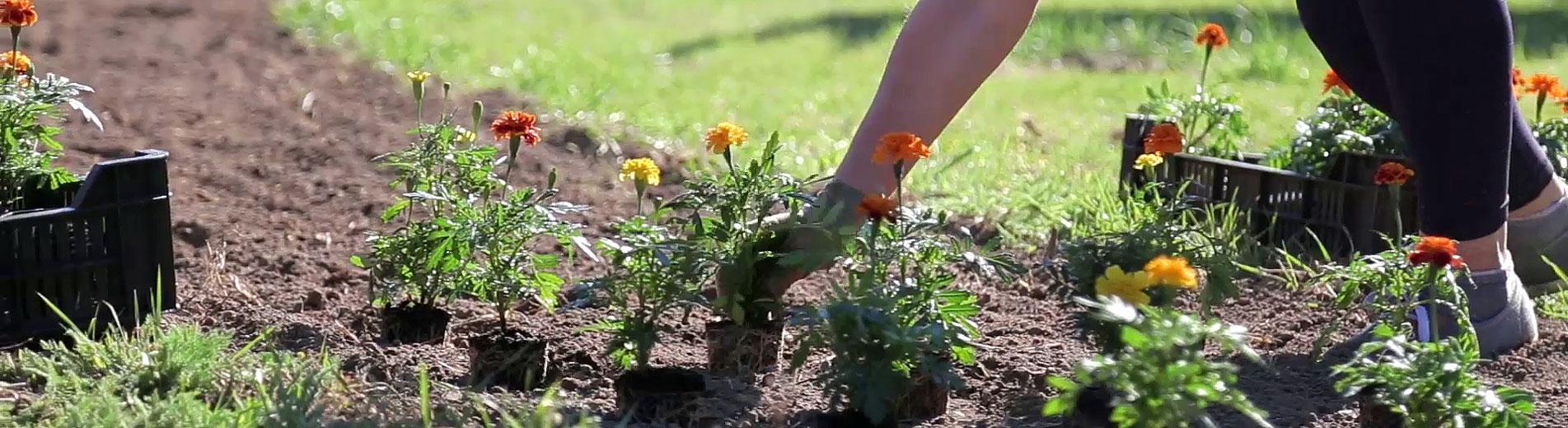 Hírek | Kaposvári Egyetem Egyetemünk is bemutatkozott a Virágos Európa Versenyen