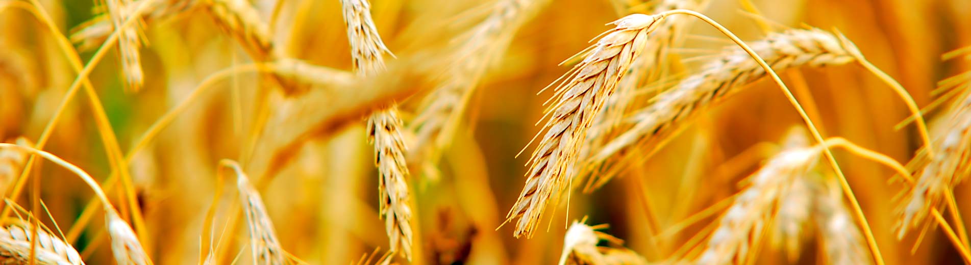 Hírek | Kaposvári Egyetem Konferencia a hatékony termesztésért - II. KUKORICA és BÚZA Konferenciasorozat december 14-én, a Kaposvári Egyetemen