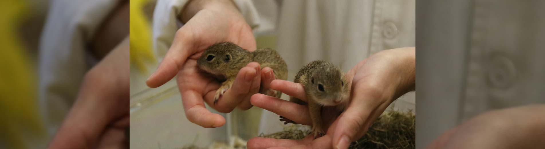 Hírek | Kaposvári Egyetem Tudományos siker – kisürgék születtek az egyetemen