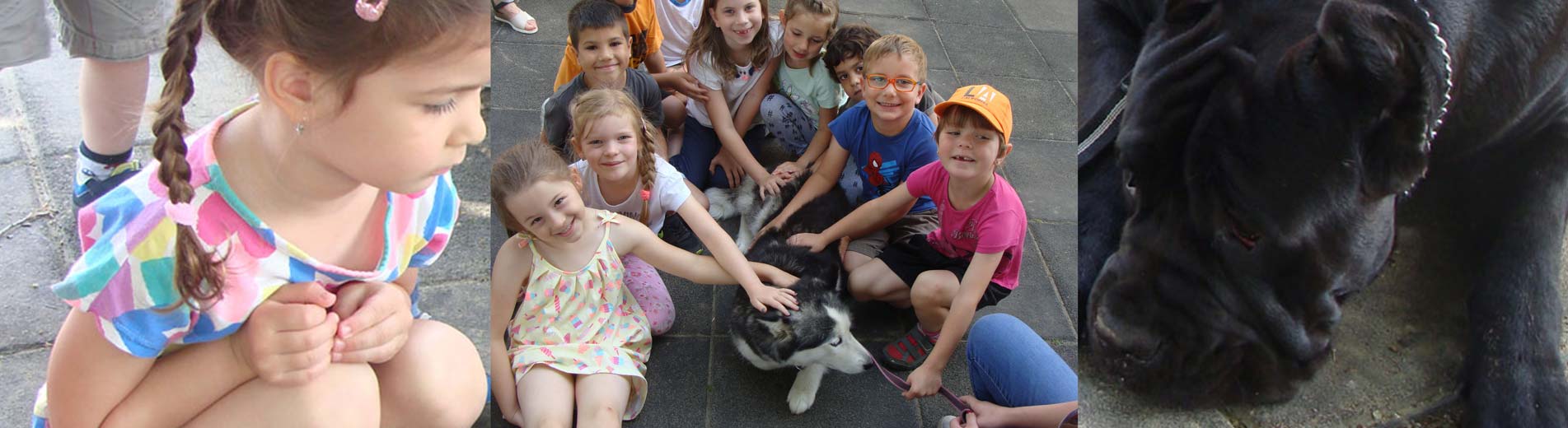 Hírek | Kaposvári Egyetem Felelős állattartás - Kutyákkal barátkoztak az ovisok