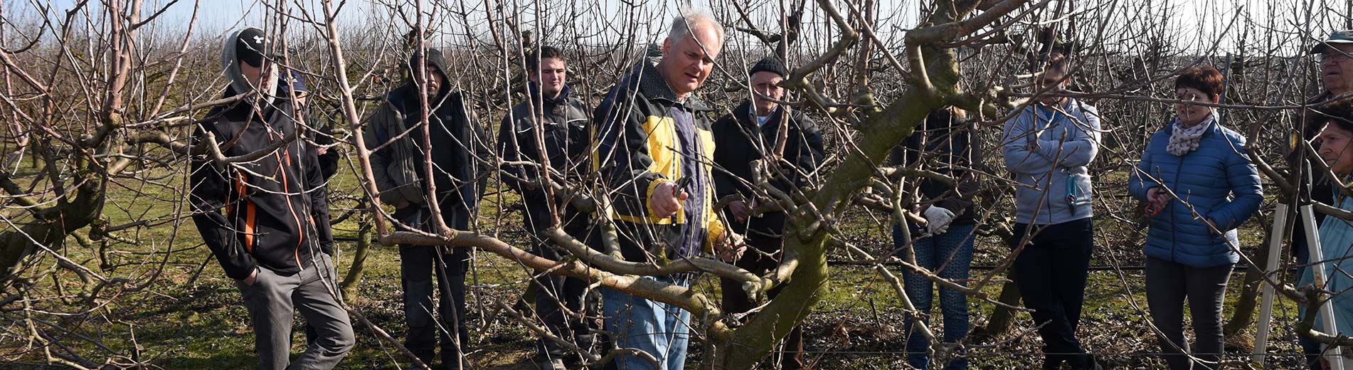 Hírek | Kaposvári Egyetem Közös almafametszés a tangazdaságban