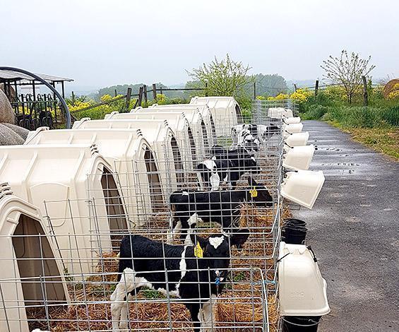 Hírek | Kaposvári Egyetem 7borju