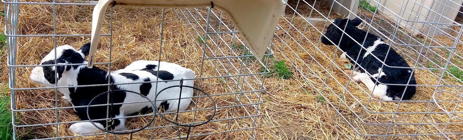 Hírek | Kaposvári Egyetem in vitro